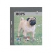 Mops Mops