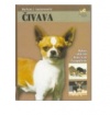 Čivava Čivava