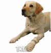 Top�no�ka Walker, b�ov�