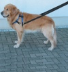 Postroj Top Walk