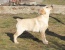 Labrador retriever s PP - �lt� ps�k