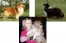 �eltia